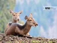 Pardus 2011.2 Duvar Kağıdı