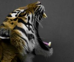 Pardus tablet bilgisayarlara giriyor Pardus tablet bilgisayarlara giriyor