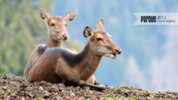 Pardus 2011.2 İndir