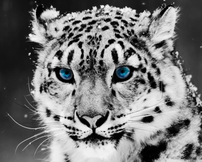 snow_leopard-1280x1024